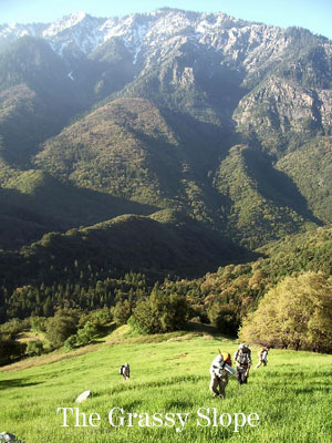 On the grassy slope