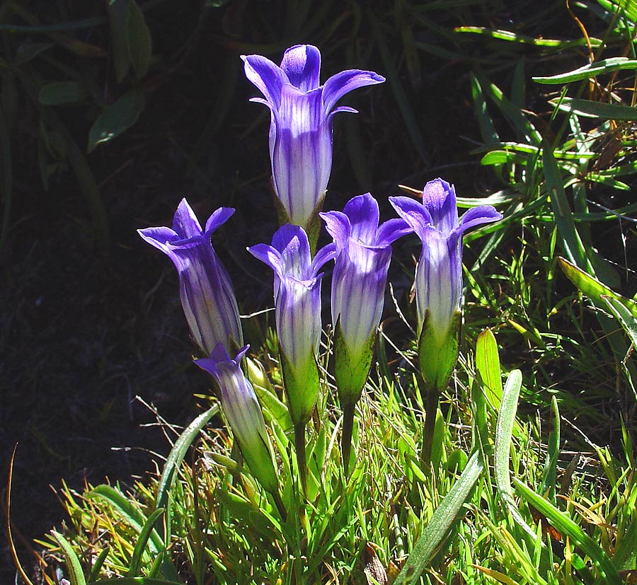 Wild flowers